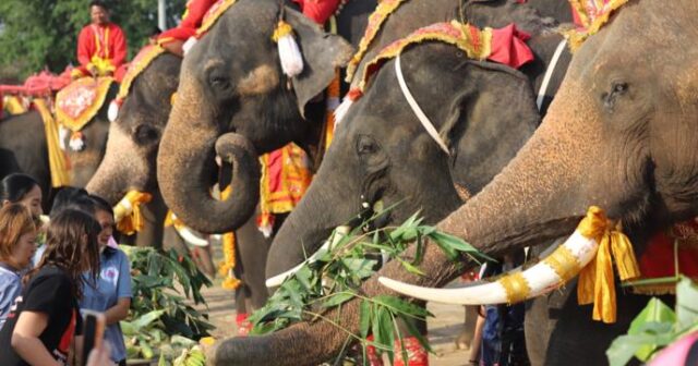 Tailandda fillərin şərəfinə ZİYAFƏT VERİLDİ – VİDEO