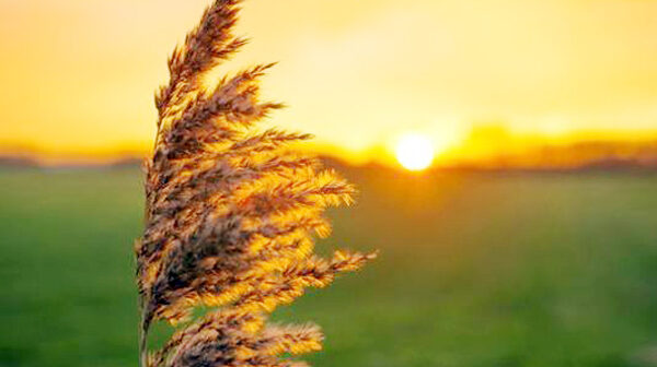 Bu gün Novruzun üçüncü – Yel çərşənbəsidir