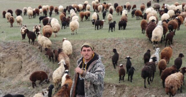 Texnologiya kənd təsərrüfatında: Çoban sürünü dronla İDARƏ EDİR – VİDEO