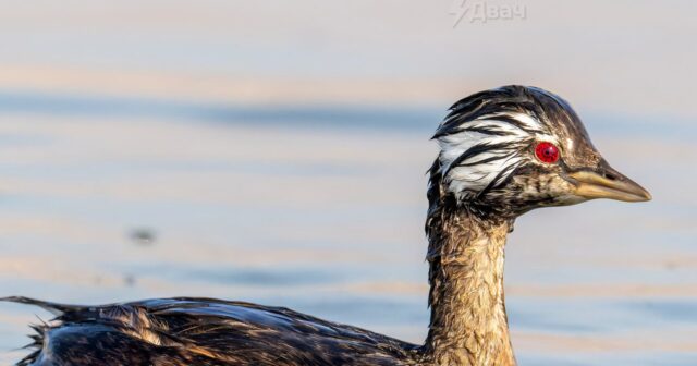 Cənubi Amerikada Şarinqan quşu KƏŞF EDİLDİ – FOTOLAR