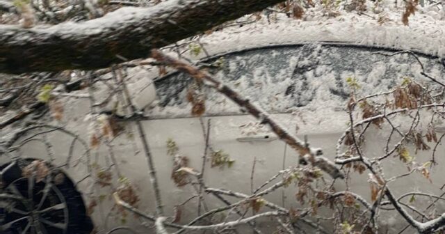 Samara “qara gün”ünü YAŞAYIR: İkinci dəfə ağac insanı ÖLDÜRDÜ – VİDEO