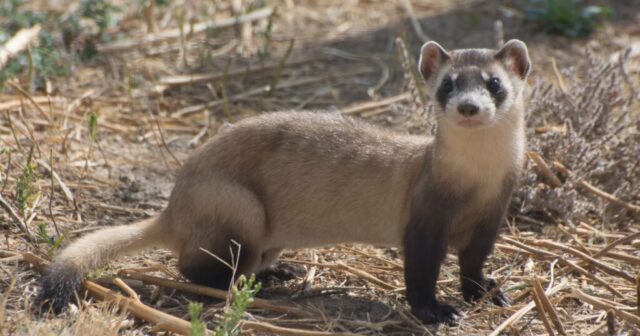 Hava limanında əcnəbinin baqajından 930 ədəd ferret dərisi AŞKARLANDI – VİDEO