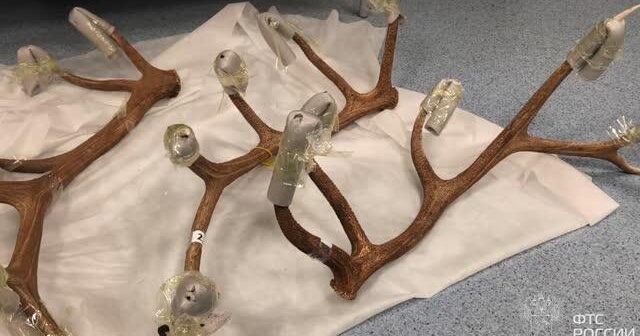 Əcnəbi sərnişinin baqajında “SUVENİR”: 30 kq maral buynuzu MÜSADİRƏ EDİLDİ – VİDEO