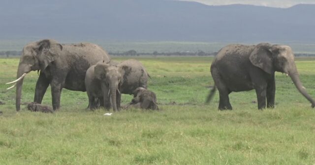 Keniyada nadir təbiət HADİSƏSİ: Əkiz fil balaları DÜNYAYA GƏLDİ – VİDEO
