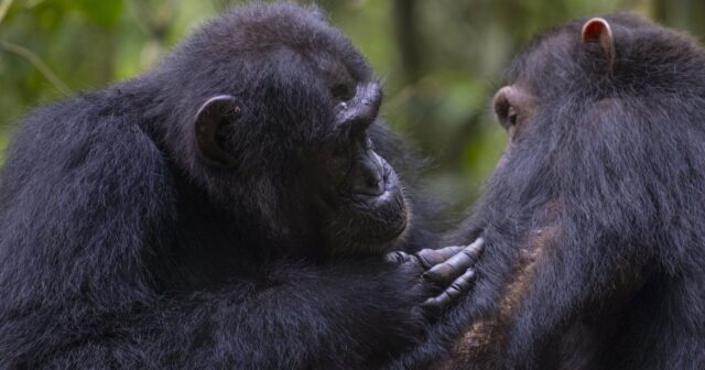 Uqandada 200 şimpanze arasında “vətəndaş müharibəsi” BAŞLADI – VİDEO