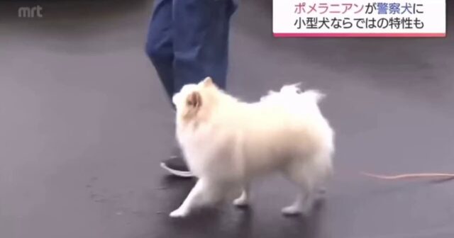 Haku adlı şpits tarixdə ilk dəfə polis sıralarına QƏBUL EDİLDİ – VİDEO