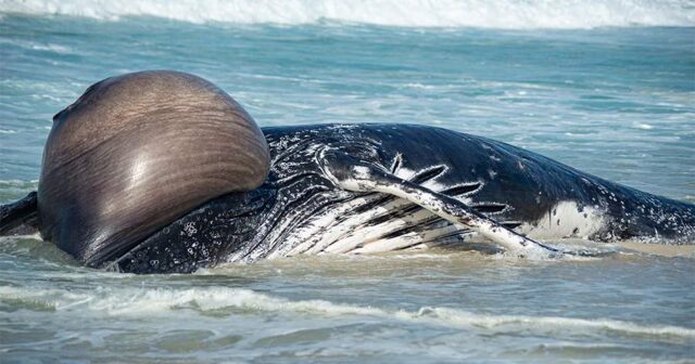 Xilasetmə əməliyyatı DAYANDIRILDI: Balina Timminin taleyi QARANLIQ QALIR – VİDEO