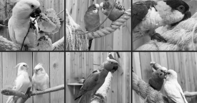 Zooparkda kütləvi ÖLÜM: 33 tutuquşunu qazla ZƏHƏRLƏDİLƏR
