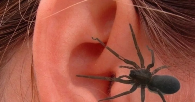 Şiddətli baş ağrısından əziyyət çəkən qadının qulağından HÖRÜMÇƏK ÇIXDI – VİDEO