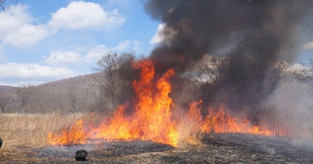 İrimiqyaslı YANĞIN: Qaynaqçının səhvi meşəni KÜLƏ DÖNDƏRDİ