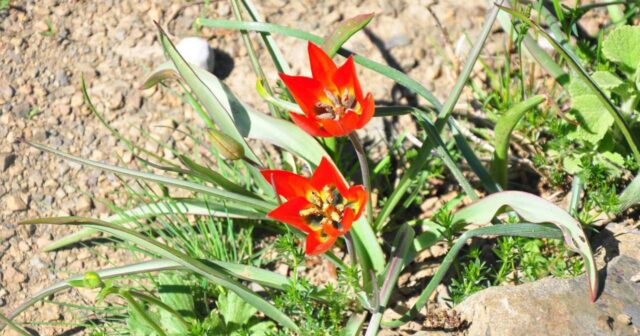 Bu gülü qoparmağın CƏZASI: 26 400 manat CƏRİMƏ