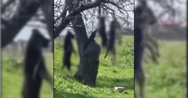 Heyvanlara qarşı VƏHŞİLİK: Üç it asılmış halda TAPILDI – VİDEO (18+)