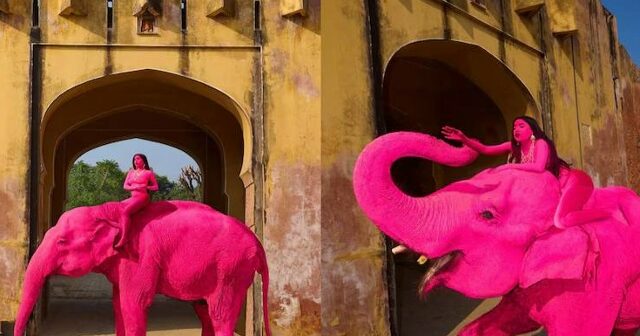 Fotoqrafın “çəhrayı fil” şousu faciə ilə BİTDİ: Heyvan ÖLDÜ – FOTO/VİDEO