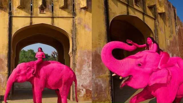 Fotoqrafın “çəhrayı fil” şousu faciə ilə BİTDİ: Heyvan ÖLDÜ – FOTO/VİDEO