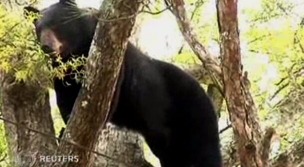 Ağacda qalan ayı belə DÜŞÜRÜLDÜ: Maraqlı xilasetmə ƏMƏLİYYATI – VİDEO