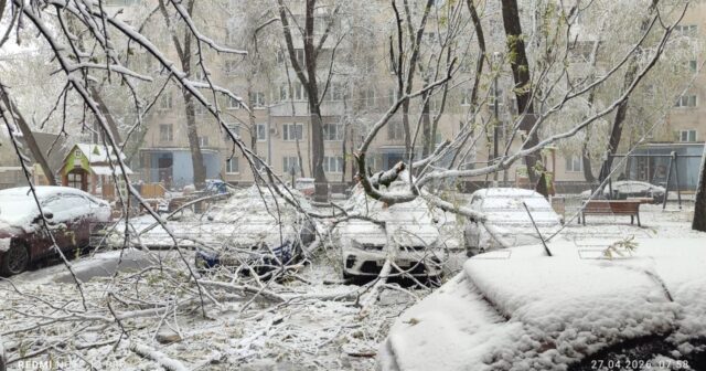 Qarlı hava şəraiti FƏSAD TÖRƏTDİ: İki nəfər ağac və budaq ALTINDA QALDI – VİDEO