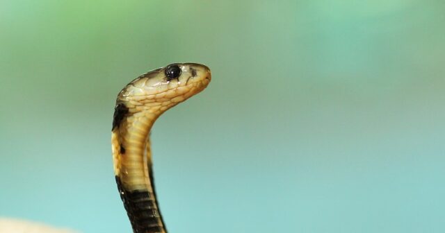 İlan sancan uşağı 12 saat çayda SAXLADILAR: Faciəvi “müalicə” METODU – VİDEO