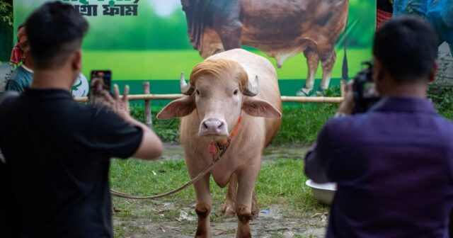 700 kiloqramlıq “Donald Tramp” Qurban bayramında KƏSİLƏCƏK – FOTOLAR 700 kiloqramlıq “Donald Tramp” Qurban bayramında KƏSİLƏCƏK – FOTOLAR