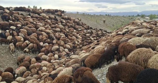 Arıların hücumu sürünü MƏHV ETDİ: 816 baş heyvan bir-birini ƏZDİ