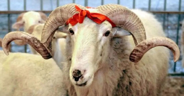 Qurban bayramı ilə bağlı fətva verilib, bayram namazının vaxtı açıqlanıb Qurban bayramı ilə bağlı fətva verilib, bayram namazının vaxtı açıqlanıb