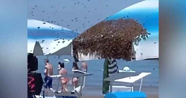 İtaliyada QEYRİ-ADİ HADİSƏ: Arı sürüsü çimərlikdə turistləri TƏŞVİŞƏ SALDI