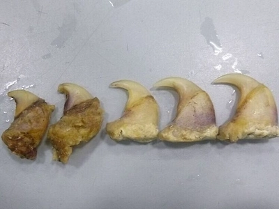 Pekinə uçan sərnişinin çamadanından aslan dırnaqları TAPILDI