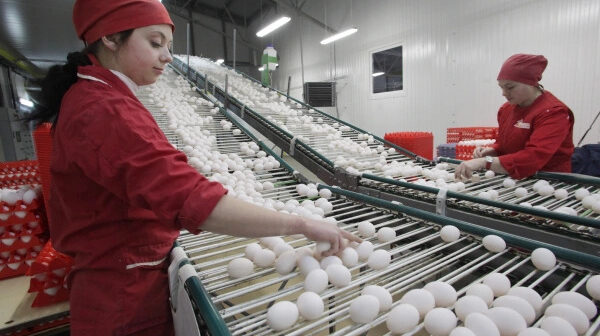 Rusiya bazarında TƏHLÜKƏ: Məşhur fabrikin yumurtalarında antibiotik TAPILDI Rusiya bazarında TƏHLÜKƏ: Məşhur fabrikin yumurtalarında antibiotik TAPILDI
