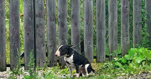 Bullteryer iti 3 yaşlı uşağa HÜCUM ETDİ – FOTO/VİDEO Bullteryer iti 3 yaşlı uşağa HÜCUM ETDİ – FOTO/VİDEO