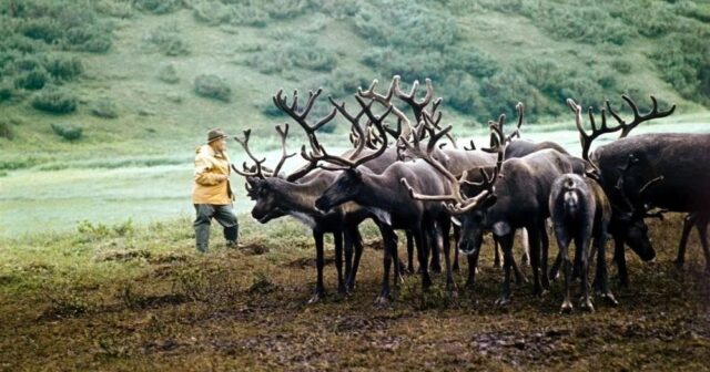 Otuz Norveç maralı sərhəd hasarındakı dəlikdən Rusiyaya KEÇDİ Otuz Norveç maralı sərhəd hasarındakı dəlikdən Rusiyaya KEÇDİ
