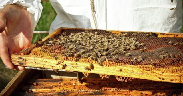 Rusiyada kütləvi TƏLƏFAT: Güclü pestisidlər 30 milyon arını MƏHV ETDİ Rusiyada kütləvi TƏLƏFAT: Güclü pestisidlər 30 milyon arını MƏHV ETDİ