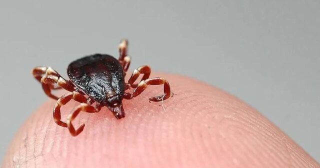 Türkiyədə gənə dişləməsi faciəyə SƏBƏB OLDU: 55 yaşlı qadın ÖLDÜ