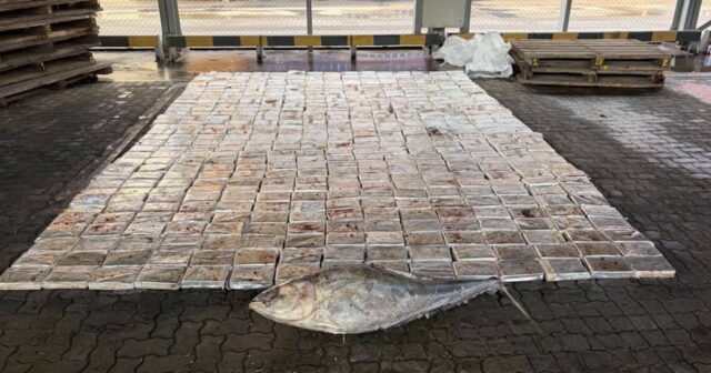 Tuna balıqlarının daxilində 500 kq NARKOTİK – Beynəlxalq kartel üzvü HƏBS EDİLDİ – VİDEO Tuna balıqlarının daxilində 500 kq NARKOTİK – Beynəlxalq kartel üzvü HƏBS EDİLDİ – VİDEO
