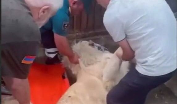 Qaqik Tsarukyana məxsus şəxsi zooparkdakı şirlərdən biri ÖLDÜ
