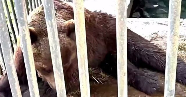 Rusiyada yanğından xilas edilən ayının onurğasında çoxsaylı sınıqlar AŞKARLANDI – FOTO Rusiyada yanğından xilas edilən ayının onurğasında çoxsaylı sınıqlar AŞKARLANDI – FOTO