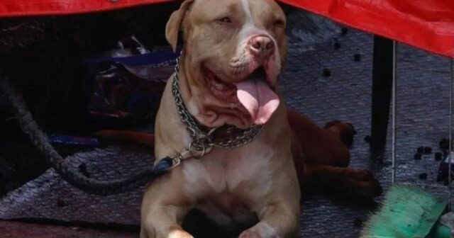 İtlə zarafat faciə ilə BİTDİ: Pitbul onu qıcıqlandıran kişini parçalayaraq ÖLDÜRDÜ – FOTOLAR İtlə zarafat faciə ilə BİTDİ: Pitbul onu qıcıqlandıran kişini parçalayaraq ÖLDÜRDÜ – FOTOLAR