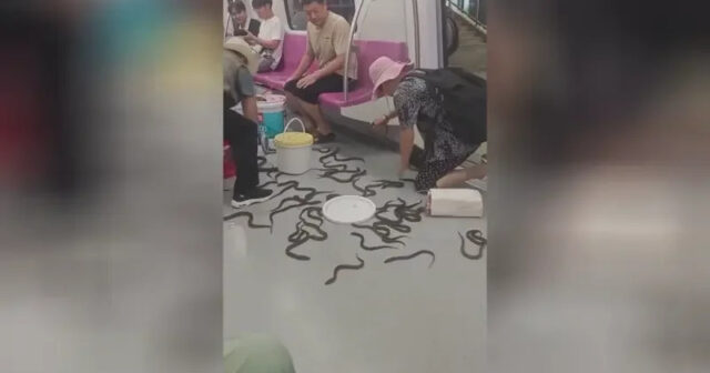 Metroda qeyri-adi ANLAR: Canlı ilanbalıqları vaqona DAĞILDI – VİDEO