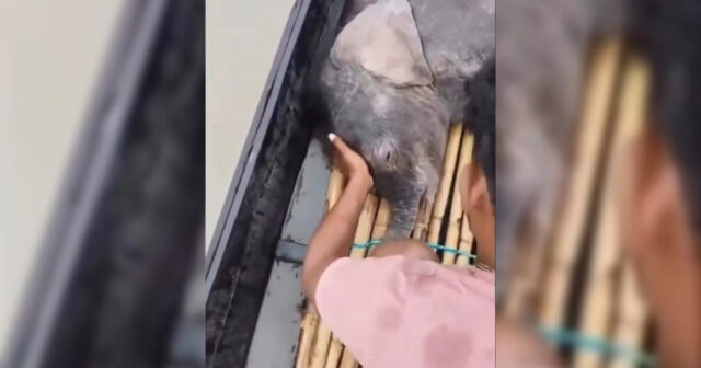 Ovçular fil balasını güclü çay axınından XİLAS ETDİLƏR – VİDEO
