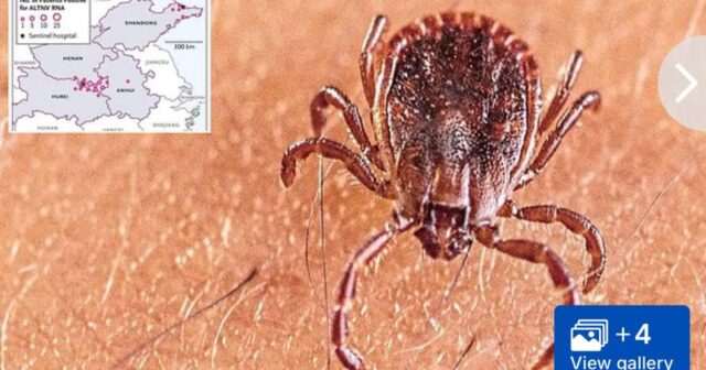 Çində gənə vasitəsi ilə yayılan yeni virus AŞKARLANDI