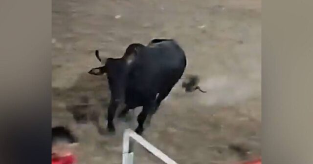 500 kiloqramlıq öküz arenadan tamaşaçıların arasına ATILDI – VİDEO