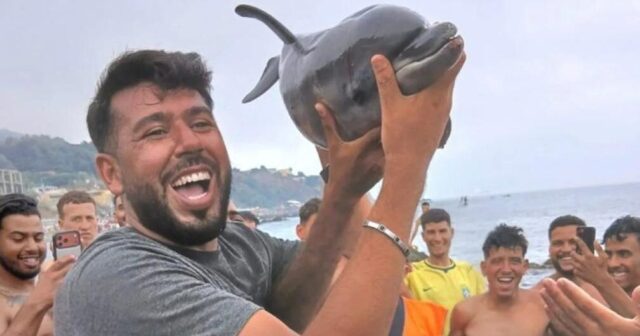 İDDİA: Seutada miqrantlar delfin balasına işgəncə verərək ÖLDÜRDÜ – VİDEO