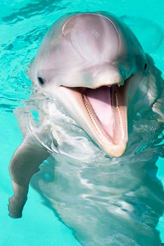 Delfinlərə yumruq-təpikli təlim – VİDEO