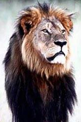 Ən məşhur aslanın başı kəsildi – VİDEO