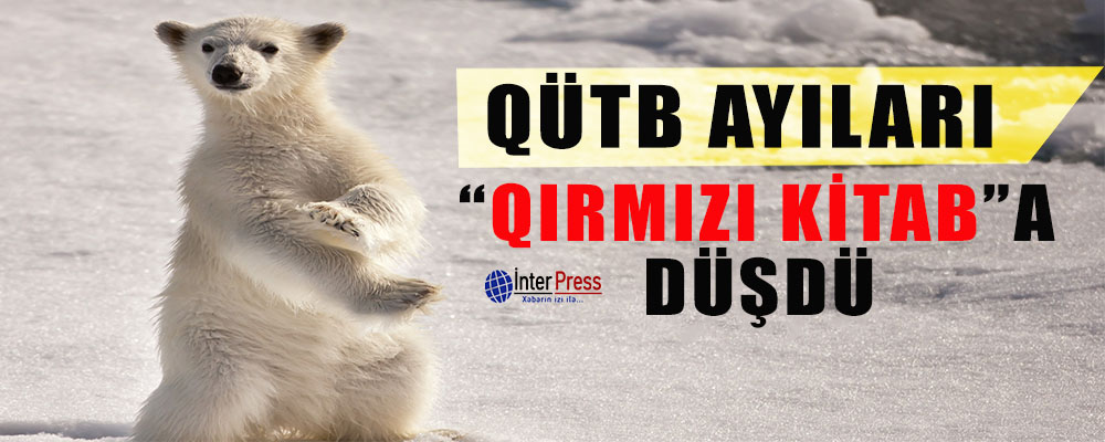 Qütb ayıları “Qırmızı Kitab”a düşdü