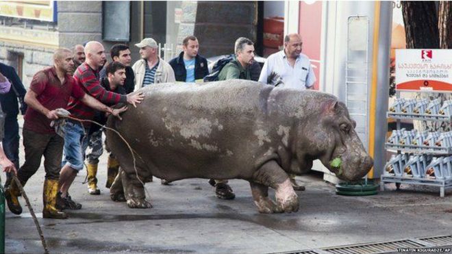 Tiflis zooparkında yanğın olub