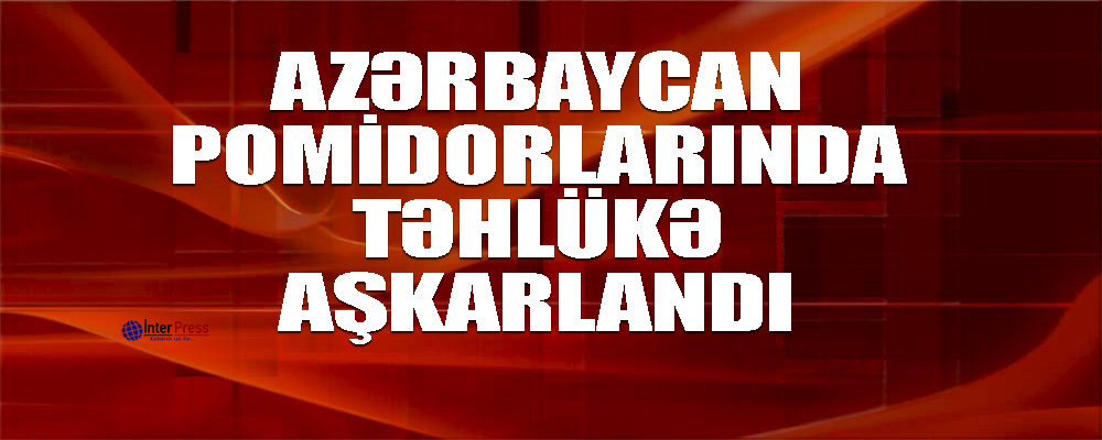 Azərbaycan pomidorlarında təhlükə aşkarlandı