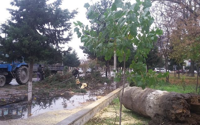 Güclü külək Xaçmaza ziyan vurdu