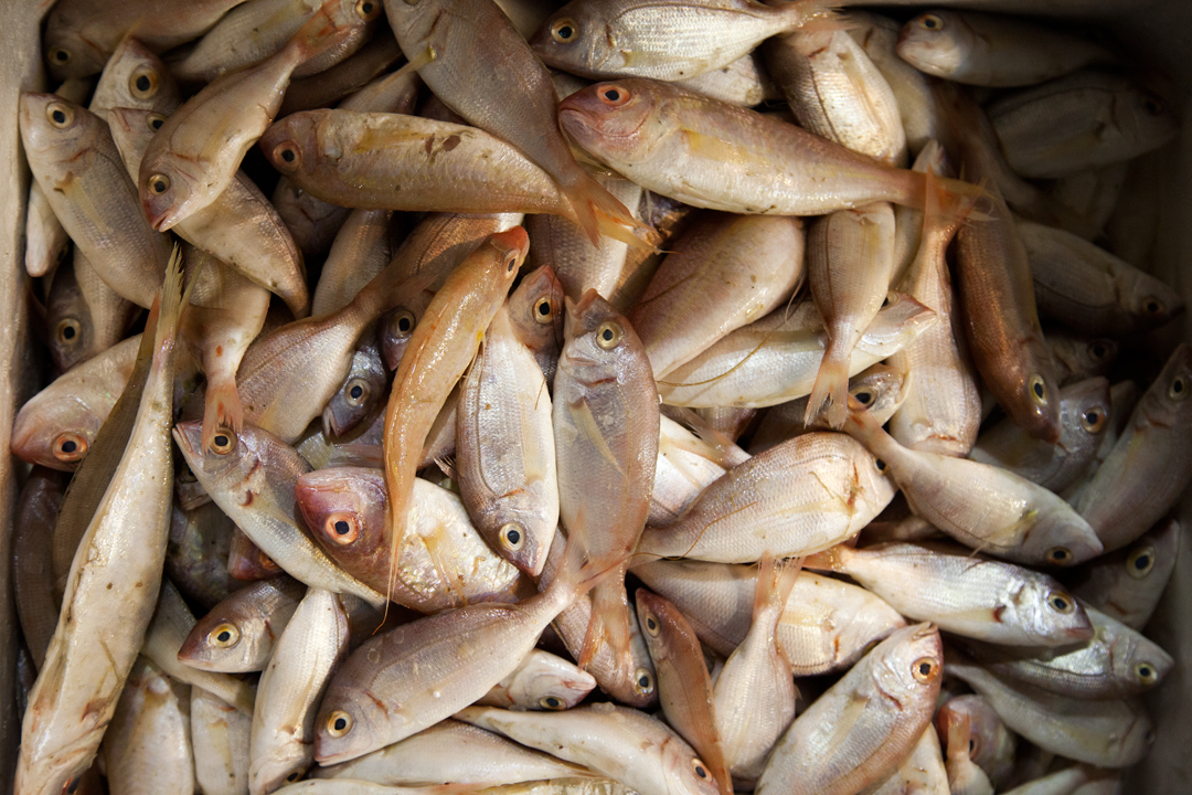 Bakı bazarlarında satılan balıqlar sanitar normalara cavab verirmi? – FOTOLAR