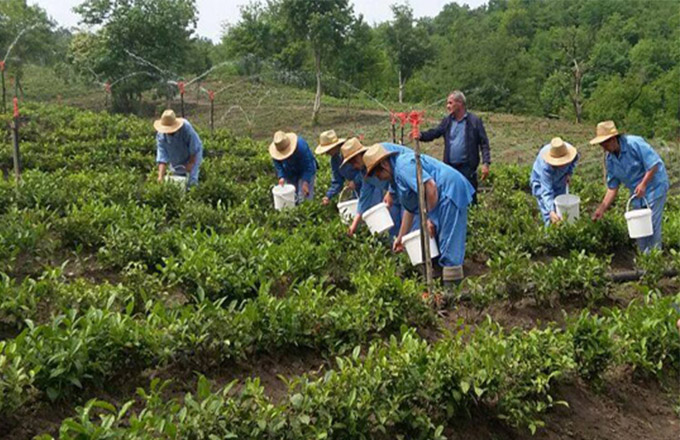 “Azərsun Holdinq” çay yığımına başladı