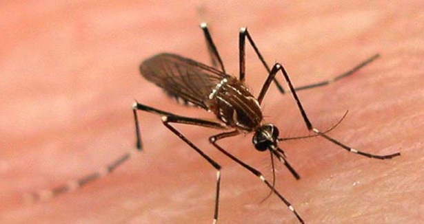 Dəhşətli virus Azərbaycana yaxınlaşdı