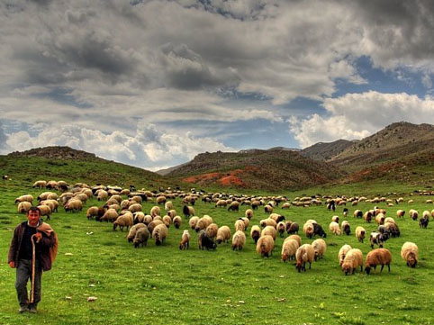 Kürdəxanı qəsəbəsində qoyun  oğurluğu olub